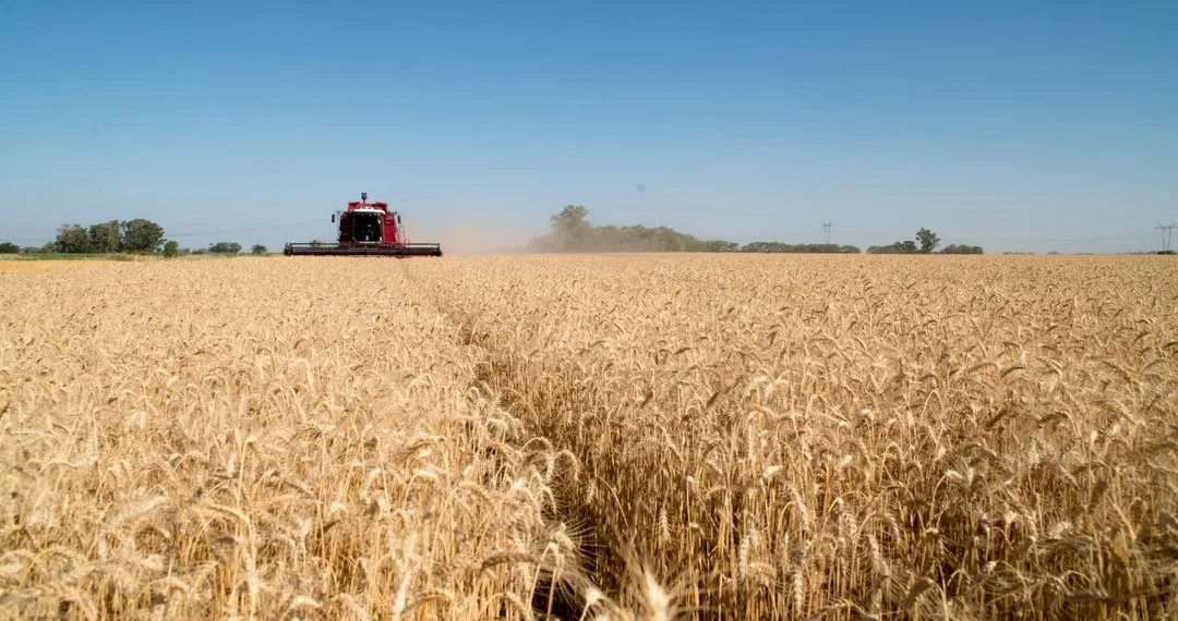 Fuerte crecimiento de la actividad agropecuaria en mayo: cuánto avanzó en cada sector