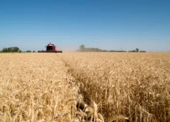 Fuerte crecimiento de la actividad agropecuaria en mayo: cuánto avanzó en cada sector