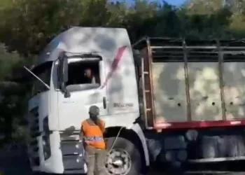 General Arenales: infracciones por trasporte irregular de animales y alimentos