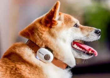 PettiChat: el traductor de mascotas