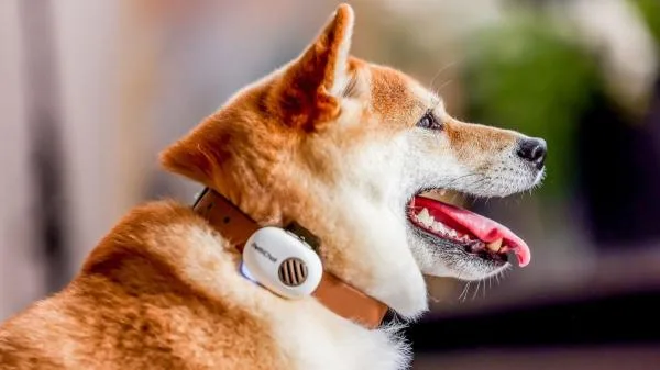 PettiChat: el traductor de mascotas