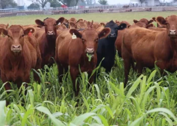 Jornada a campo del IPCVA en 9 de Julio: Genética y recría para maximizar carne y conversión