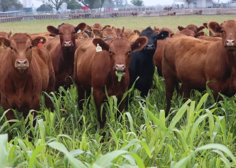 Jornada a campo del IPCVA en 9 de Julio: Genética y recría para maximizar carne y conversión