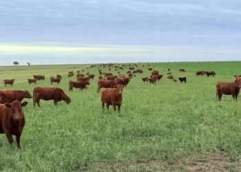 Ganadería con margen positivo, pero con horizonte desafiante