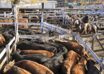 Polémica entre el Gobierno y productores de carne por una iniciativa de Sturzenegger