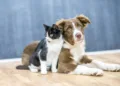 Perros y gatos: el amor que no habla, pero lo dice todo
