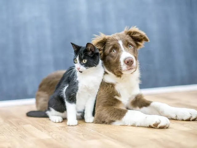 Perros y gatos: el amor que no habla, pero lo dice todo