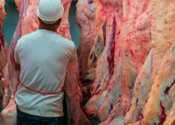 Diputados alertan por la importación de carne y su impacto en la cadena productiva