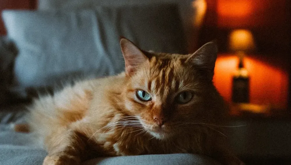 Dormir con el gato en la cama: ¿sí o no?