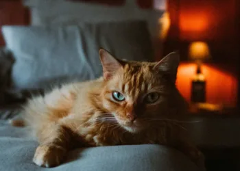 Dormir con el gato en la cama: ¿sí o no?