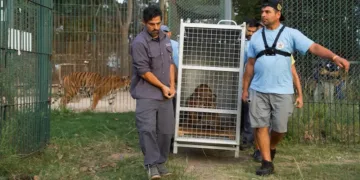 Luján: trasladan 30 felinos del ex Zoológico a santuarios de Estados Unidos y Sudáfrica