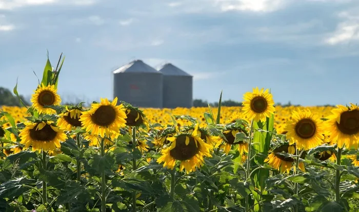 Récord: proyectan 3 millones de hectáreas de girasol para la campaña 2026/27