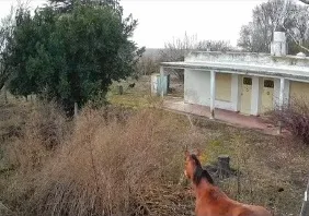 Un aprehendido por tentativa de hurto en un establecimiento rural de Cuartel IV