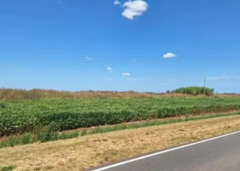 Cómo son los proyectos que sumarían 50.000 hectáreas al agro