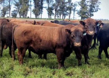 El desarrollo genético a campo potencia la producción de angus