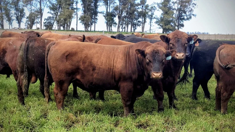 El desarrollo genético a campo potencia la producción de angus