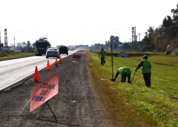 Buscan que se puedan sembrar 50.000 hectáreas al costado de rutas nacionales
