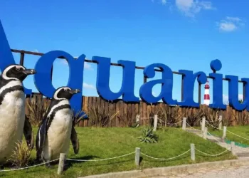 Mar del Plata: piden 40 mil dólares por cuatro pingüinos del ex Aquarium