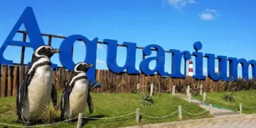 Mar del Plata: piden 40 mil dólares por cuatro pingüinos del ex Aquarium