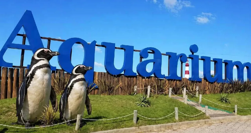 Mar del Plata: piden 40 mil dólares por cuatro pingüinos del ex Aquarium