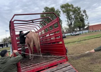 Secuestraron cuatro caballos sueltos en la vía pública