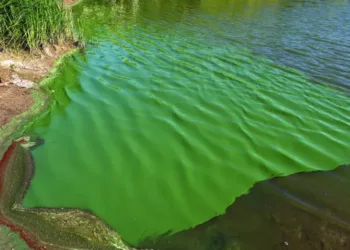 Cianobacterias: alerta naranja en Junín