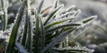 Heladas y marcas de -5 grados en el interior bonaerense