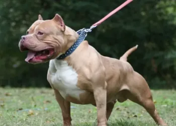 Un pitbull atacó violentamente a un hombre en La Plata: terminó hospitalizado