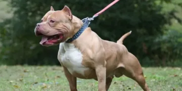 Un pitbull atacó violentamente a un hombre en La Plata: terminó hospitalizado