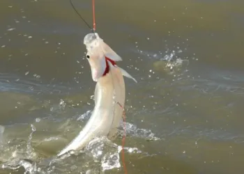 Pejerrey: comienza la veda de la pesca deportiva