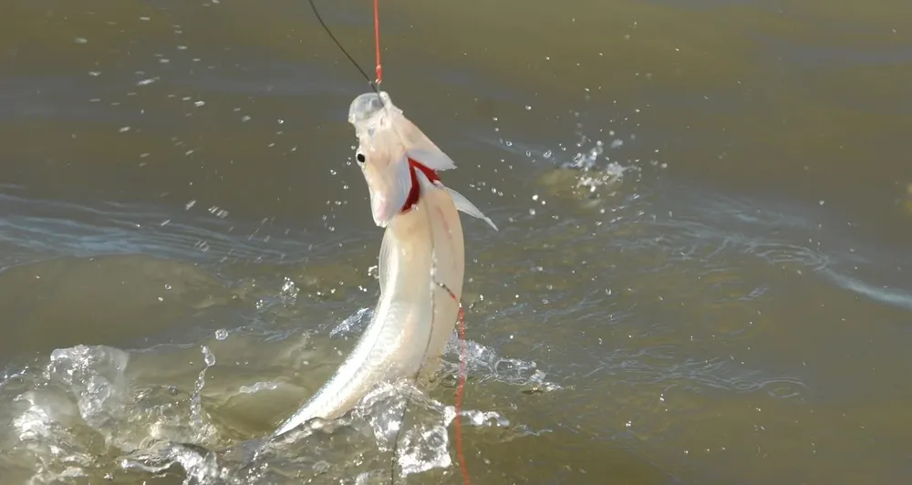 Pejerrey: comienza la veda de la pesca deportiva