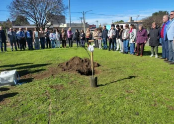 Plantaron un retoño de un histórico algarrobo en la plazoleta Trabajadores de Prensa