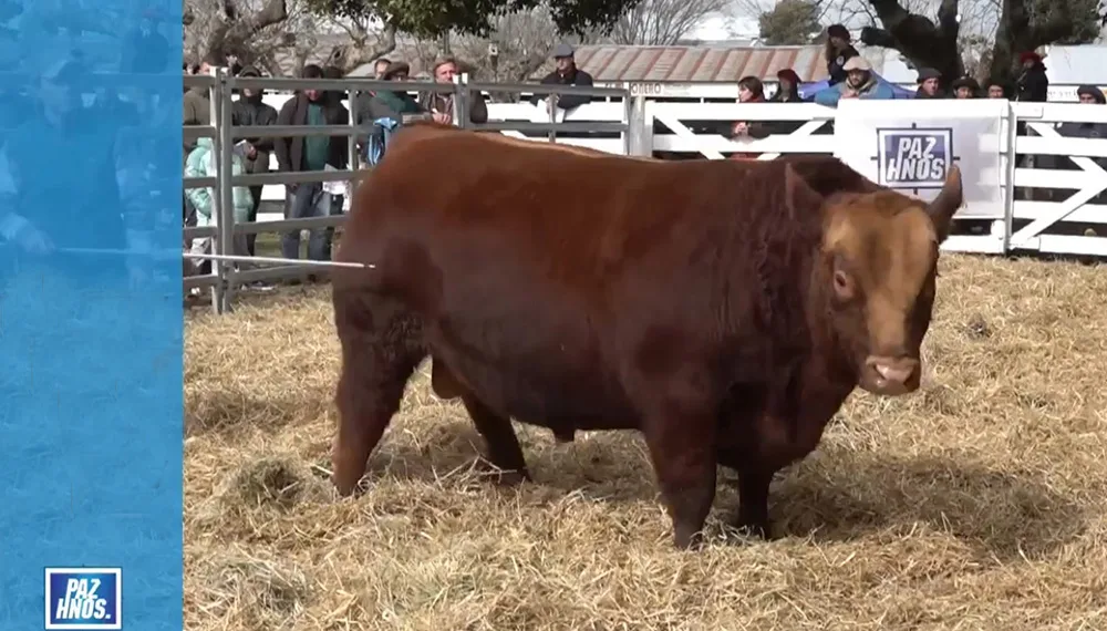 Se pagó $30 millones por un toro en la ExpoJunín 2026