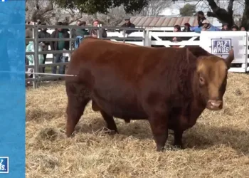 Se pagó $30 millones por un toro en la ExpoJunín 2026