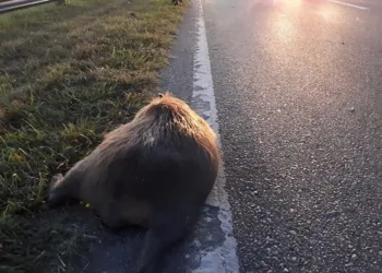 No existe alerta activa por carpinchos en la zona de Junín